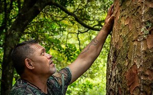 Saving a forest from kauri dieback with rongoā Māori