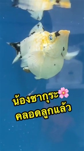 น้องซากุระคลอดลูกปลา 25 ตัว แข็งแรงและน่ารัก