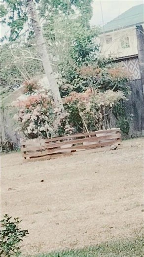 back yard gardening flowers