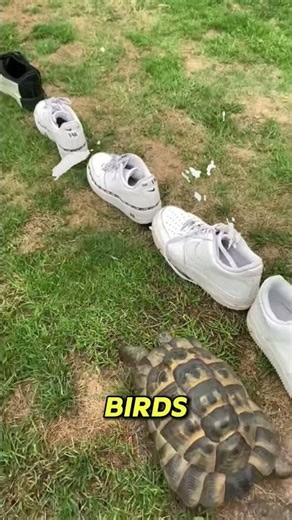 WHY TURTLES ATTACK BLACK OBJECTS 🐢⬛