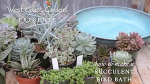 Bird baths are fantastic planters for succulents! Why? They are shallow and wide, not to mention the great height so you can really get to see your beautiful plants. We've chosen this beautiful ceramic blue one, but there are so many designs out there to match your decor. You can even find vintage bird baths. Start by adding soil, and don't be afraid to mound it up in the middle so it's like a little hill. This will give you a lovely cascading look. We've spiced this design up by putting in blue