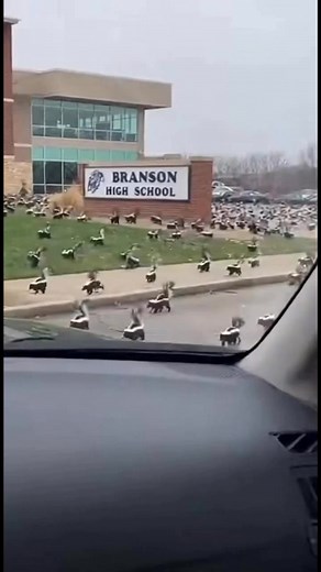 Thousands of skunks surrounded Branson High School, covering the parking lot, sidewalks, and lawn. People nearby stopped to film as the animals slowly moved across the campus in every direction.#Branson #Skunks #Wildlife #Missouri #Ozarks #ViralVideo #BransonAreaBreakingNews | Branson Area Breaking News