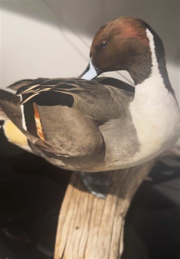 Pintail Waterfowl: A Long-Awaited Return