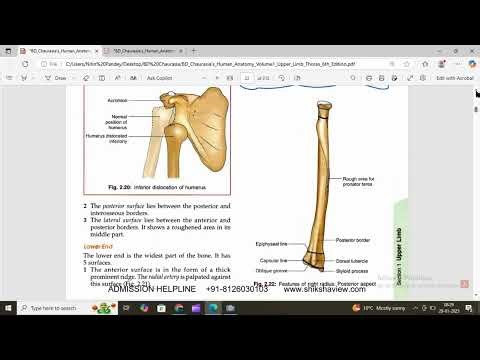 Radius Part And Muscle attachment