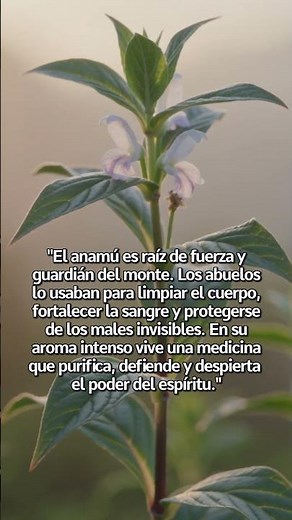 ANAMU o MUCURA | Planta de Proteccion y Poder