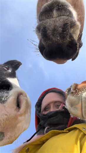 Heartwarming Moments with Horses in a Huddle