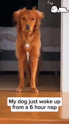96K views · 1.3K reactions | Funny cute dog's #dogsoftiktok #funnyreels #animallover | World of Animals | Facebook