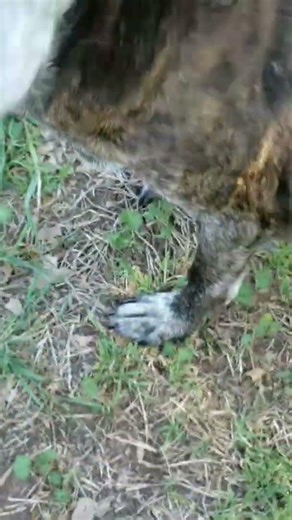 Video of Cammo with Lipoma (short2)