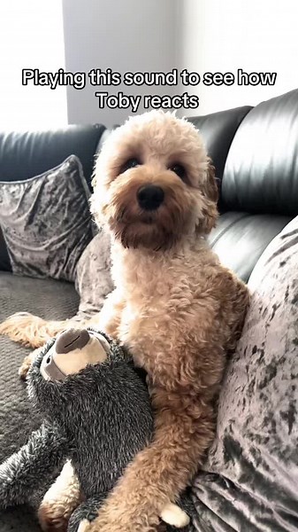 #dogtok #13month #maltipoo #toby