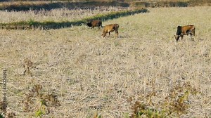 Zebu cattle grazing on stubble of the rice fields (stubble on harvested field). Laos.