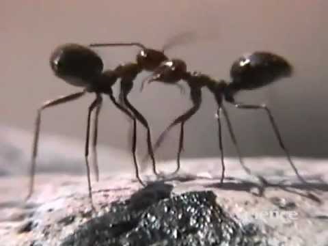 Ants Fake Fights to Survive