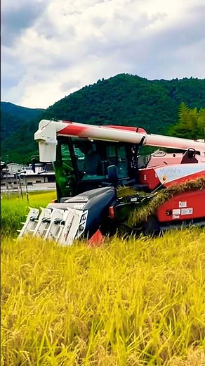 再生二期作用の田んぼを刈り取り‼️ #kubota #harvester #harvesters #コンバイン #combine #農業 #農家 #割倒#割稲 #現代農業 #farming