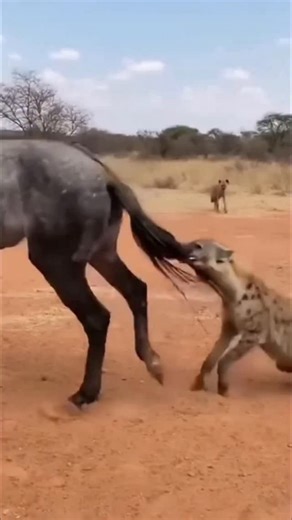 reelifyworld2 on Instagram: "ご存知ですか? 日本では今、「歩く足跡」から発電しています! ⚡ 日本では現在、一歩ごとに発生するエネルギーを電気に変換する圧電タイルが設置されています! 🦵 人がこれらのタイルの上を歩くと、体重と動きによってタイルに圧力がかかり、タイルがわずかに曲がり、機械的な応力が生じます。タイル内の特殊な素材がこの圧力を電荷に変換します。⚙️ 一歩ごとに少量の電気が生成されますが、何百万人もの人が毎日歩く場合（東京の渋谷駅では1日240万歩以上!）、LEDライト、ディスプレイ、さらにはセンサーに電力を供給するのに十分なエネルギーが生成されます! 💡🌱 この技術は、未来の都市が一歩ごとに「充電」されることを示しています。想像してみてください。もし私たちの都市がこのようなタイルで覆われていたら、私たちの動きだけで発電できるのでしょうか? ⚡ #日本 #テクノロジー #イノベーション #グリーンエネルギー #未来技術 知識 知ってますか 技術事実 持続可能なエネルギー 発明 トレンド"