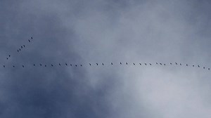 14K views · 831 reactions | First cranes over Rowe Sanctuary this year!! | Rowe Sanctuary | Facebook