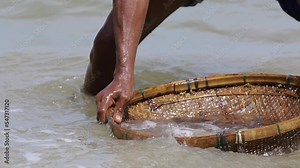 Perna viridis. The manual process separates green mussels from sea sand, using tools made of bamboo.