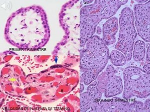 Histofisiología de la Placenta - Histologia UCA