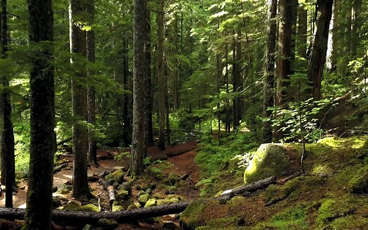 【4K高清森林风景】森林风景，敬请欣赏