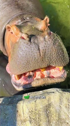 The Cute Hippo Got A Big Surprise 🦛✨