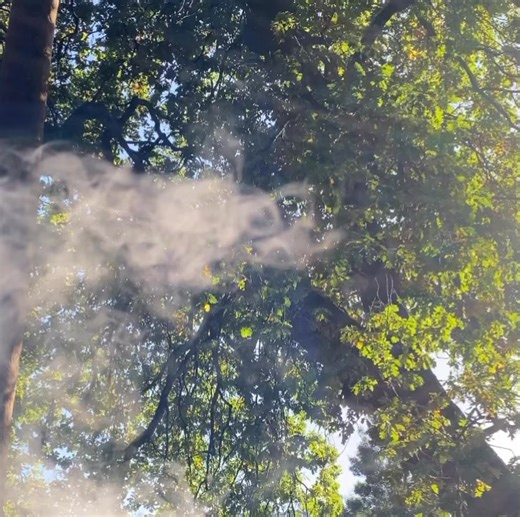 This is the beautiful technique ‘botanical contact printing’ and here I’m using 300gsm watercolour paper that has been treated. Fresh leaves are wrapped in paper, bound up tightly and simmered in a dyepot for 90 minutes. The prints certain leaves give you, are breathtaking. I offer an online course with all the finer details here: Including what foliage to consider, paper preparation, building a dye pot etc. You can use cellulose cloth…and recently I added a section for printing onto silk & wool