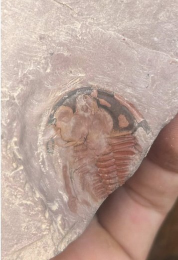 Searching for trilobites in central Nevada. #trilobite #fossils #fossilhunting #cambrian #nevada