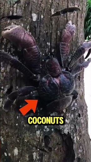 Top 5 Giant Crabs Bigger than you