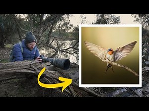 Nikon Z8 + 800mm Z 6.3 Lens - Will it work for Australian Wildlife?