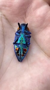 Throwback Thursday to my travels in Madagascar, where I came across what was arguably the most beautiful insect I’ve ever seen in my life ✨🪲! This marvellous insect is a Madagascar blue jewel beetle (polybothris sumptuosa gemma)! What is your favourite blue-coloured animal? Comment below! • #reptiliatus #beetle #coleoptera #polybothrissumptuosagemma #gasy #madagascar #insectsofinstagram #animal #nature #wildlife #insect #arthropod #beautiful #viral #reels #instagram #jewelry #jewel #insects #be