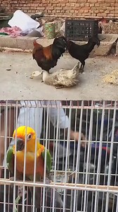 617K views · 1.4K reactions | Roaster and Duck #chicken #bird #birdwatching #Amazing #facebookreel #fyp #reel #foryoureel #birdwatching #reelsviralシ #pets #viralreelsfb #virals | Soul Of Birds | Facebook