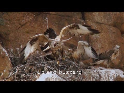 upland buzzard - Buzzard Hunting Pika. Gobi Desert