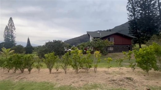Those are small sampaguita tree they are using it as a fence here in Maui | Marisa Sumoba | Facebook