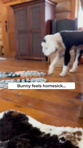 Understanding Homesickness in Pet Bunnies