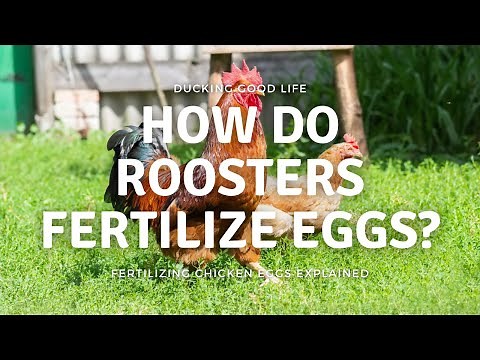 How do roosters fertilize eggs?