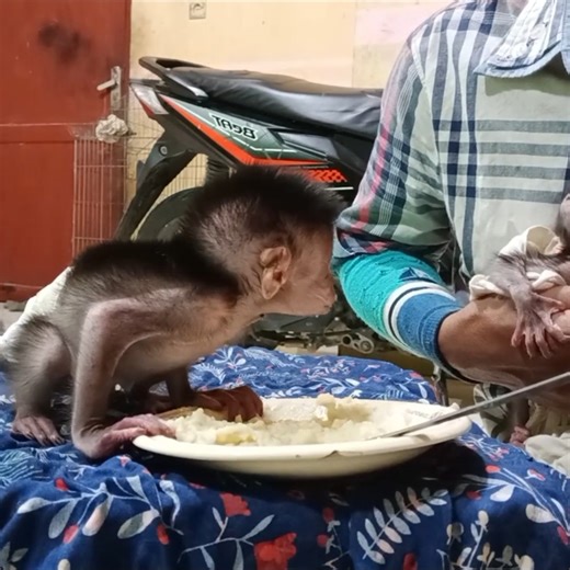 2K views · 44 reactions | New 2 baby monkeys woke up and the other 3 are still sleeping. | Animal Home | Facebook