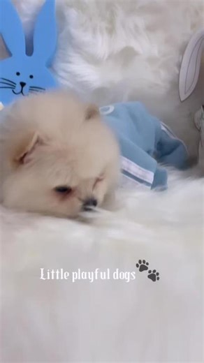Happy puppies and dog kennel on TikTok