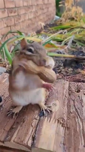 adorable chipmunks with music #love #animals #pets | Cheeky Chippies