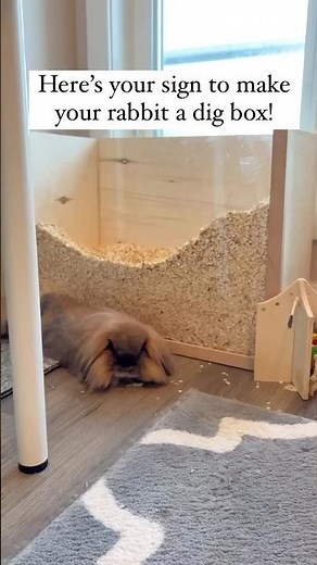 Here’s your sign to make your rabbit a dig box! #rabbit #bunny #pets