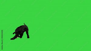 Black giant schnauzer running fast on a Green Screen, Chroma Key.