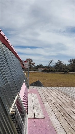 Flamingo International Challenge One Loft Race on Reels