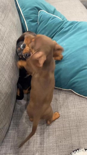 She may be small, but she is fierce . Credit: archertheweeniepup IG #dachshund #doxie #sausage #dog #puppy #wiener | Wiener Dog Adorable