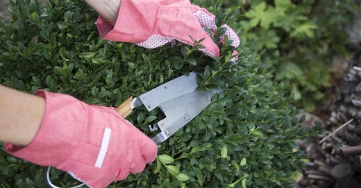 Boj, todo sobre sus cuidados en tu jardín