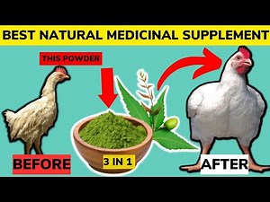 BENEFITS OF NEEM LEAF MEAL TO CHICKEN | Eliminates DISEASES | Boosts WEIGHT GAIN.