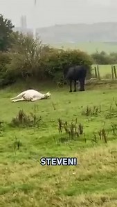 The bold Steff 🤣 | Glesga Mad Squad