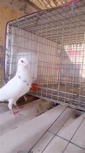 #palomasmensajeras 🪶🌎🪽🩸 #palomiando #shotsdepalomasmensajeras #pigeons #Palomas