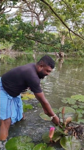 The lotus challenge🌿