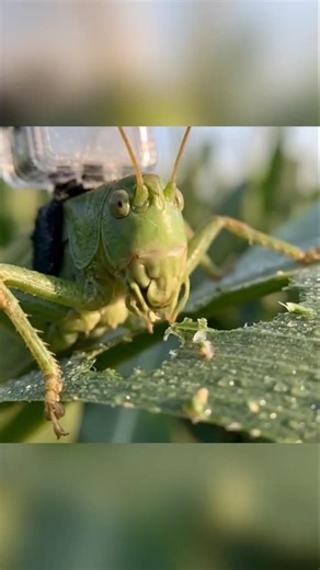 POV Grasshopper Cam 🦗 Lands on Corn Leaf & Eats in Ultra Realistic ASMR!