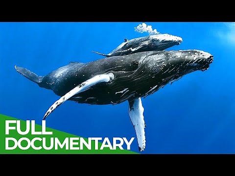 World of the Wild | Episode 7: The Open Ocean | Free Documentary Nature