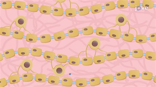 ビデオ: 脱髄マウスモデルにおける浸透圧ポンプベースの神経治療薬送達 - 実験