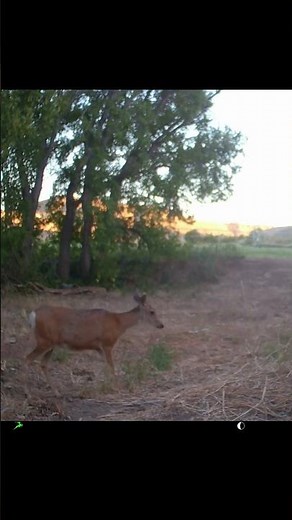 Mule Deer Close-Up on Trail Cam | Utah Wildlife