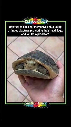 The Box Turtle's Ultimate Defense: Sealing Itself Shut