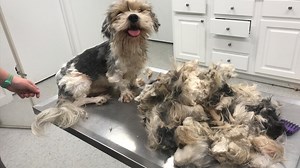 Abandoned Dog With Dreadlocks Gets 4 and a Half Pounds Of Hair Shaved Off